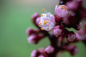 A peach blooming in the spring. Beautiful pink flower on a tree branch. A gentle spring background with sun rays and a blurred background with a copy space