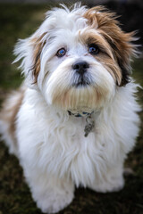 Lhasa Apso puppy