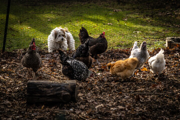 Lhasa Apso with Chickens