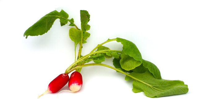 Deux radis avec leur fanes isol&eacute;s sur fond blanc