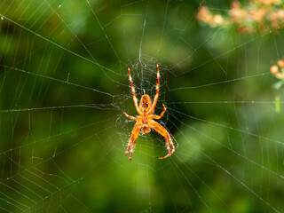 Spinne am Baum