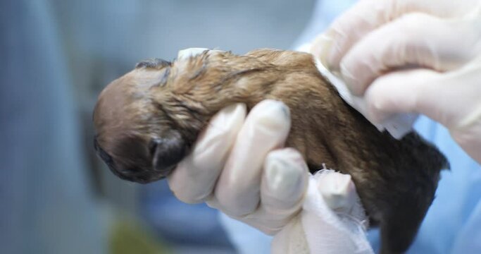 A veterinary surgeon gently and carefully wipes a newborn puppy. In the operating room of the mother of the dog, puppies were born by caesarean section. The dog was unable to give birth.