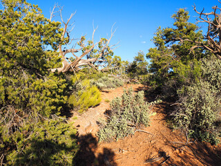 Fototapeta na wymiar Navajo national monument desert trail