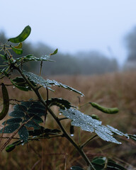 Green plant with dew drops on a foggy day