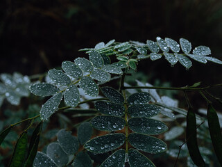 Green plant with dew drops