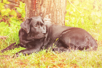A dog of the Labrador retriever breed lies on the grass. Junior labrador puppy.