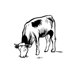 Cow eating grass. Hand drawn line art vector. Black and white graphic outline.