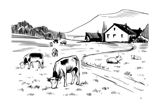 Cows in a field. Rural countryside Landscape with a farm house, mountain and calf. Hand drawn black and white line art. Retro vintage etching, graphic print design.