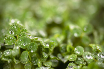 Beautiful green background with lawn clerical leaves after rain. Raindrops on green leaves on a blurry green spring background.