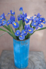 Iris flower set in a rustic blue metal vase. 