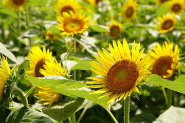 ひまわり, ひまわり畑, ソレイユの丘, それいゆの丘, ソレイユ, soleil hill, 神奈川県, 日本, 横須賀, 長手, 長手海の手, 公園, ヒマワリ, ひまわりの道, 道, 観覧車, 建物, 空, 青い空, 空と花, 迷路, ひまわり迷路, 花の道, 夏, 春, 自然, かわいい, 白いひまわり, 赤いひまわり, ゴッホのひまわり, ゴッホ, 雲, 屋外, 黄色, 青, 花, お花