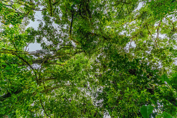 Fototapeta premium Jungle in the Arenal region of Costa Rica, La Fortuna, Costa Rica. Central America