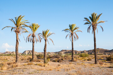 Fototapeta na wymiar 5 palmtrees in a row in a desert 