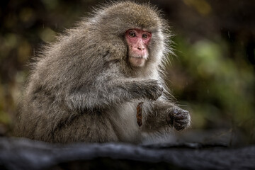 Wild Japanese Monkey in Hot Spring Nagano