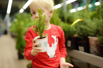 A small child chooses the best Christmas fir at the Christmas market