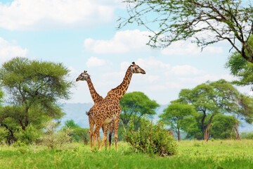 Couple giraffe on the loose in its natural environment in the Ngorongoro African Reserve