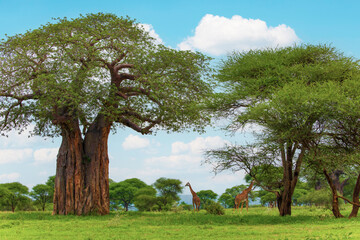 ordinary african beautiful landscape with tree and giraffe against the blue sky.