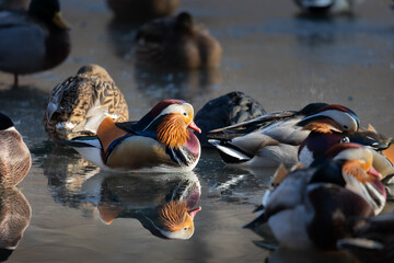 Mandarin Duck, (Mandarinente, Aix galericulata), Male, on a partly frozen lake  standing in a group...
