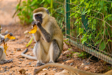 Green Monkey Chlorocebus aethiops, beautiful popular monkey from West African bushes and forests. sits on the ground and eats a banana.