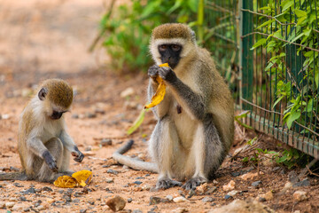Green Monkey - Chlorocebus aethiops, beautiful popular monkey from West African bushes and forests. sits on the ground and eats a banana