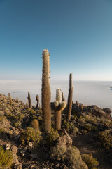 beautiful panoramic landscape of desert place with mountains and cactus, natural environment on a sunny day