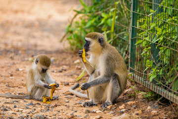 Green Monkey - Chlorocebus aethiops,monkey from West African bushes and forests. sits on the ground and eats a banana