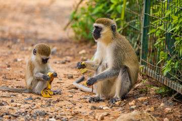 Green Monkey - Chlorocebus aethiops, beautiful popular monkey from African bushes and forests. sits on the ground and eats a banana