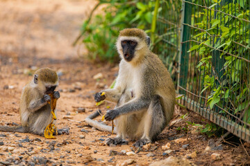 Green Monkey - Chlorocebus aethiops, beautiful popular monkey from West African bushes and forests....