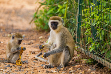 Green Monkey - Chlorocebus aethiops, beautiful popular monkey from West African bushes and forests. sits on the ground and eats a banana