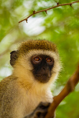 Portrait of Green Monkey - Chlorocebus aethiops, beautiful popular monkey from African bushes and forests