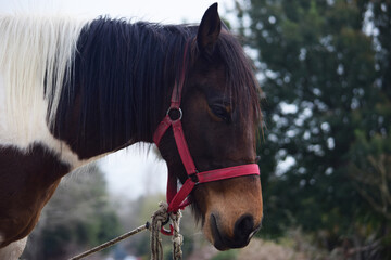 caballo, animal, administrar, café, retrato, chacras, naturaleza, padrillo, caballo, mamífero,...