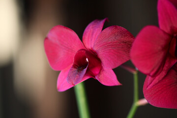 gros plan sur plusieurs fleurs d'orchidée rouges et mauves (et un très joli effet de clair obscure) . bokeh. violet, rouge, rose. plusieurs orchidées
