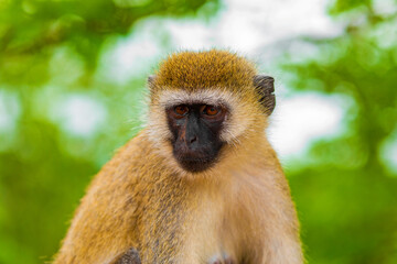 Portrait of Green Monkey - Chlorocebus aethiops, beautiful popular monkey from West African bushes and forests
