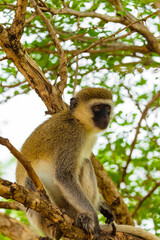 Portrait of Green Monkey - Chlorocebus aethiops, popular monkey from West African bushes and forests.