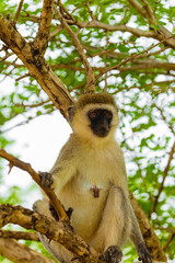 Portrait of Green Monkey - Chlorocebus aethiops, popular monkey from West African forests