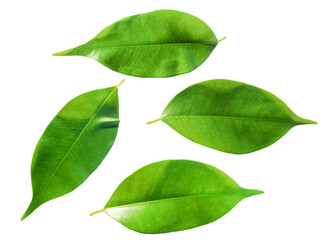 collection of fresh green young banyan leaves. group of isolated objects. leaf sets