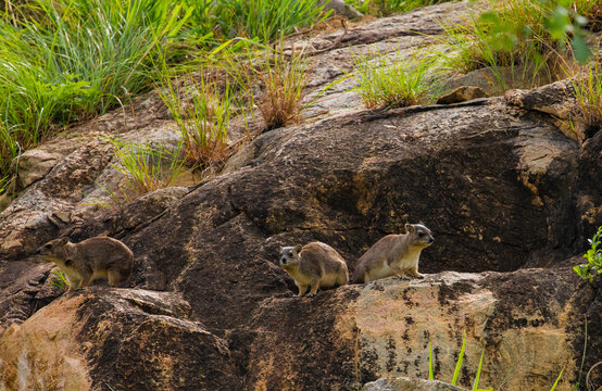 Lovely "Dassie" or "Rock Hyrax" (Procavia capensis) with the ocean in the background spotted in Hermanus in the Western Cape of South Africa.