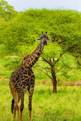 One big giraffe stands by bushes in sunshine. close up