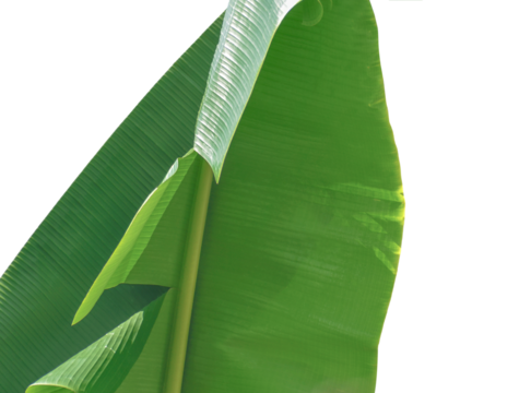 close up of ripe banana leaf midrib isolated