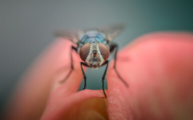 Close up a House flies on Euphorbia milii flower, the crown of thorns, Nature blurred background, Insect Thailand.