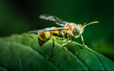 Close up Ropalidia Fasciata, Paper Wasp on green leaf and nature background, macro photo, Selective focus, Thailand.