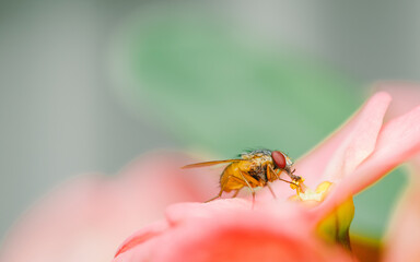 Close up a House flies on Euphorbia milii flower, the crown of thorns, Nature blurred background, Insect Thailand.