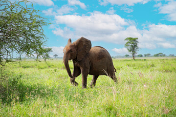 Fototapeta na wymiar baby elephant in its natural environment, in an African reserve in Tanzania