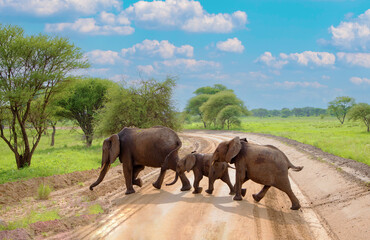 Naklejka premium elephants herd in there natural environment, in an African reserve in Tanzania, little elephant family crossing the road in safari park