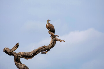 White-backed Vulture - Gyps africanus, large endangered bird of prey from African bushes and...