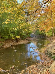Waterfall Glen autumn trees