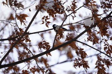 枝に止まるシジュウカラ