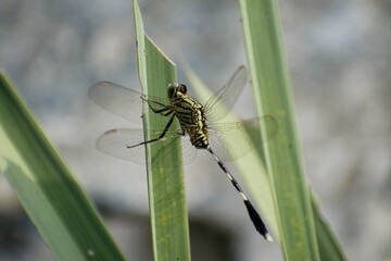 Naklejka premium Orthetrum sabina, slender skimmer dragonfly perched on a green leaf 