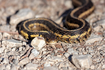 A garter snake slither across limestone