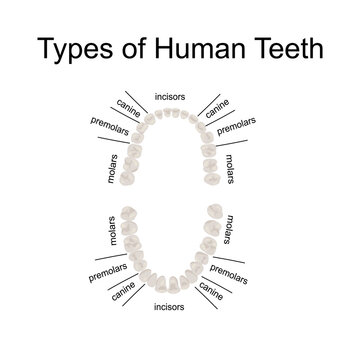 Visual aid Types of Human teeth anatomy and dentistry.Structure of oral cavity. Human mouth anatomy model with captions. Infographic design for educational poster. Vector illustration flat design